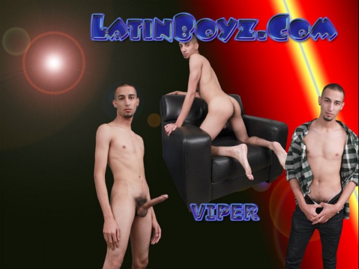 Viper - Maxegatos - Foto 1