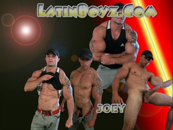 Joey - Maxegatos - Foto 1