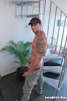 Joey - Maxegatos - Foto 16